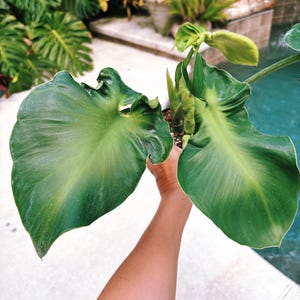 Philodendron Rugosum Leaf Aroid Potted 4 House Plant - Etsy