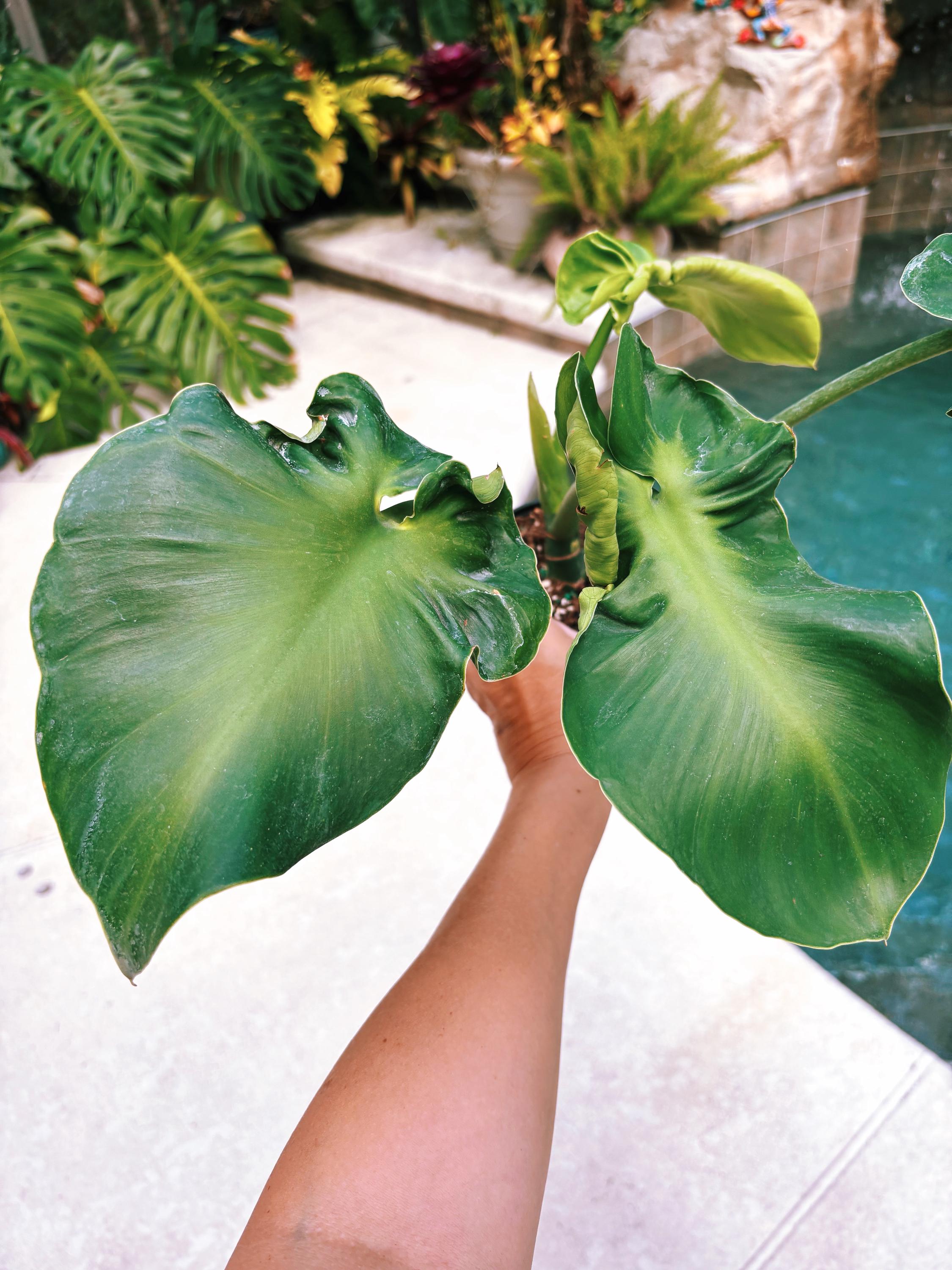 Philodendron Rugosum Leaf Aroid Potted 4” House Plant - Etsy