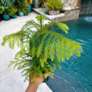 May include: A vibrant green conifer plant with feathery needles, held in a black pot. The plant is set against a backdrop of a swimming pool with turquoise water and lush greenery.