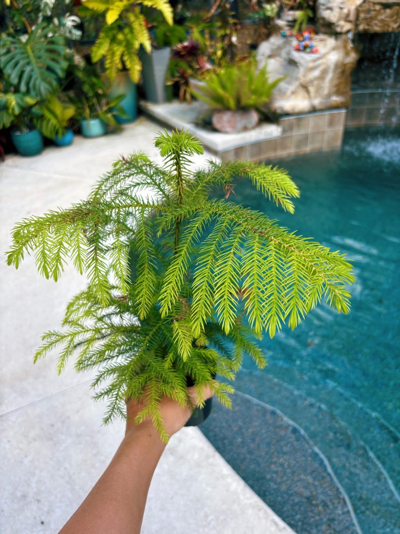 Norfolk Island Pine Tree Live 4” Potted Plant House Plant Growers ...