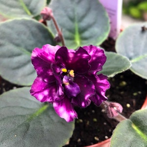 Live house plant variegated bloom Harmony’s African Violet ‘AE Milky Way’ garden 4” flower Potted gift