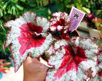 Rex Begonia ‘Harmony’s Baby Dragon Heart’ holiday series red white Variegated Live House Plant Potted 4” gift