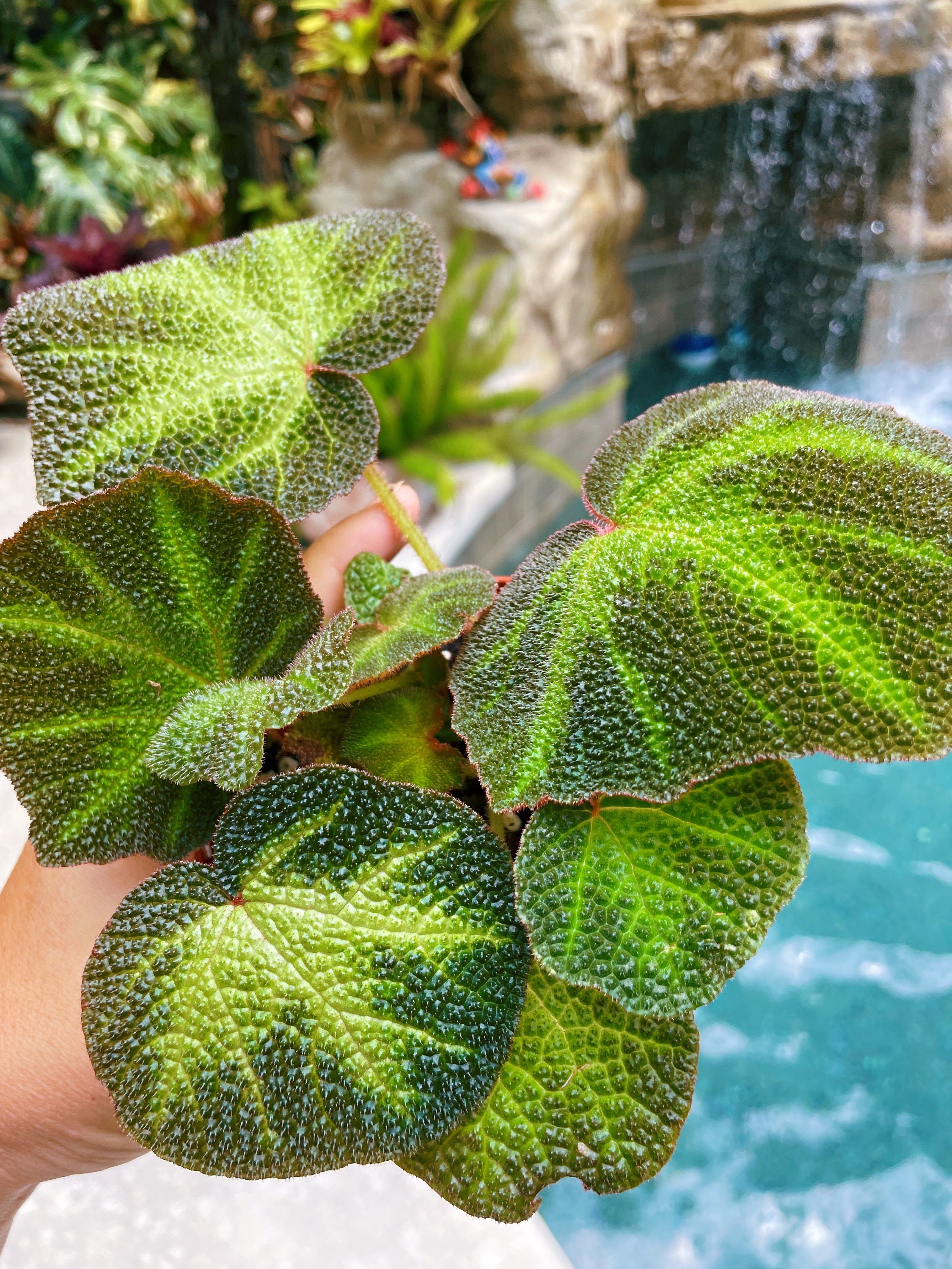 専用❣️Begonia Solimutata variegated ソリムタータ Begonia Soli-mutata 'Variegated' Also called Sun-Changing