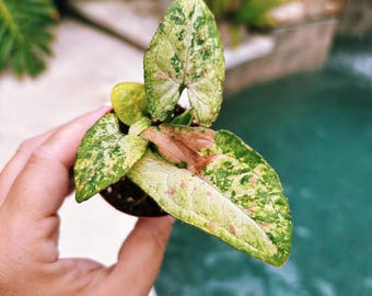 Actual Plant- RARE Variegated Alocasia 'yucatán Princess Actual Plant- RARE Variegated Alocasia 'yucatán Princess