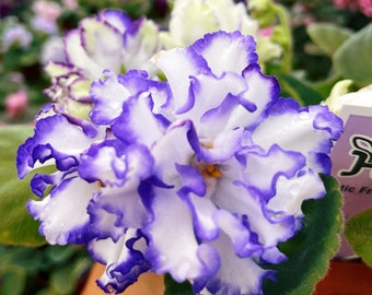 Live house plant variegated bloom African Violet ‘Arctic Frost’ garden 4” flower Potted gift