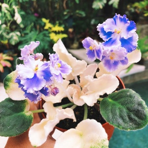 May include: A potted African violet plant with vibrant blue and white flowers and green leaves. The flowers have a ruffled appearance, and the leaves are a deep green with a velvety texture. The plant is in a small, brown plastic pot.