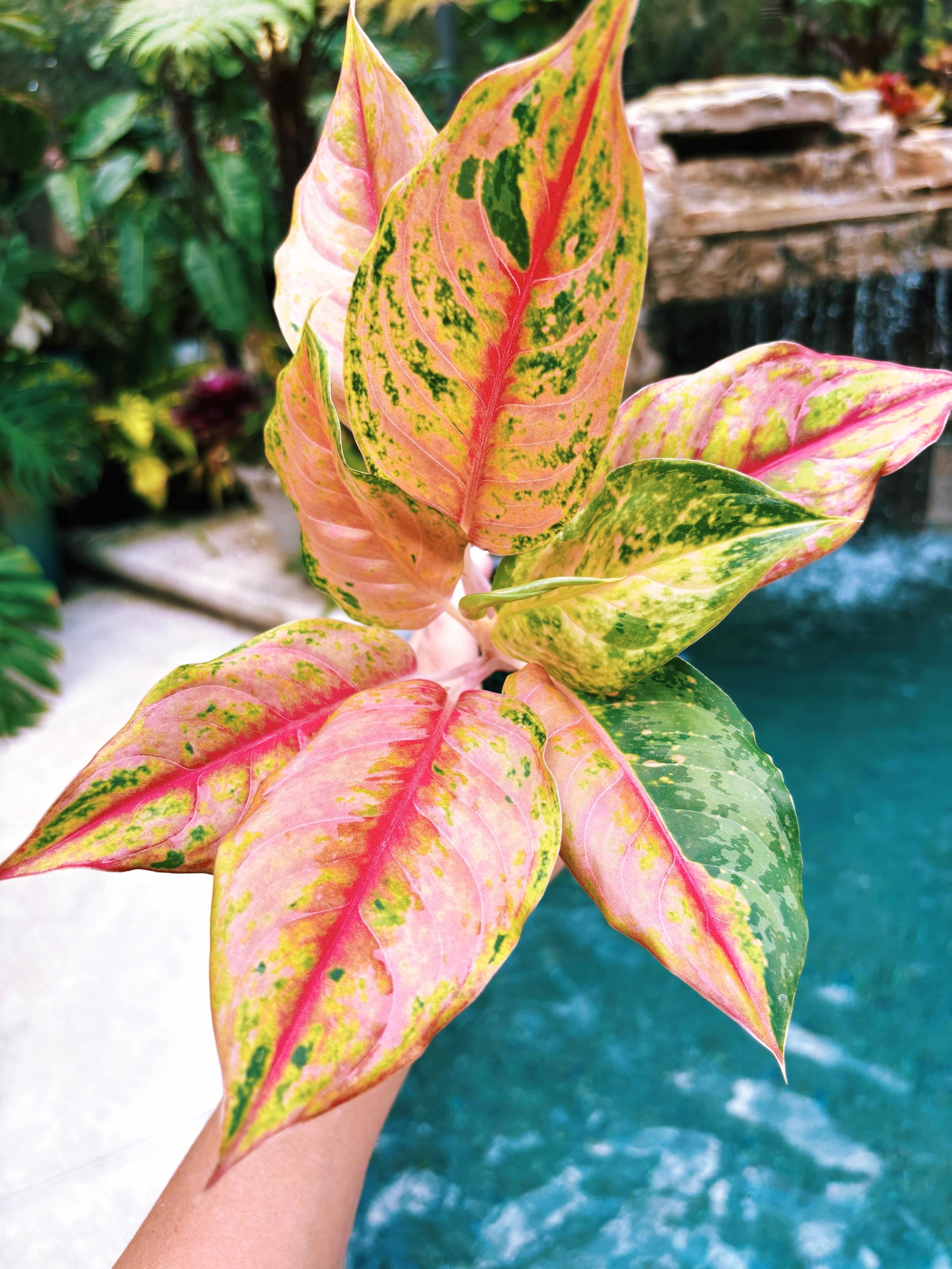 Actual Plant - Rare Variegated Aglaonema 'prakaiphet' Pink Live