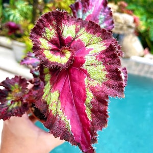 May include: A close-up of a pink and green begonia plant with a ruffled leaf. The leaf has a deep pink color with green veins and speckles.