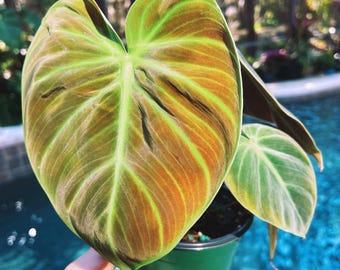Philodendron El Choco Red 4 Potted Plant Live House - Etsy
