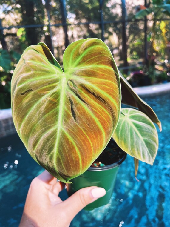 Philodendron El Choco Red 4” Potted Plant Live House - Etsy
