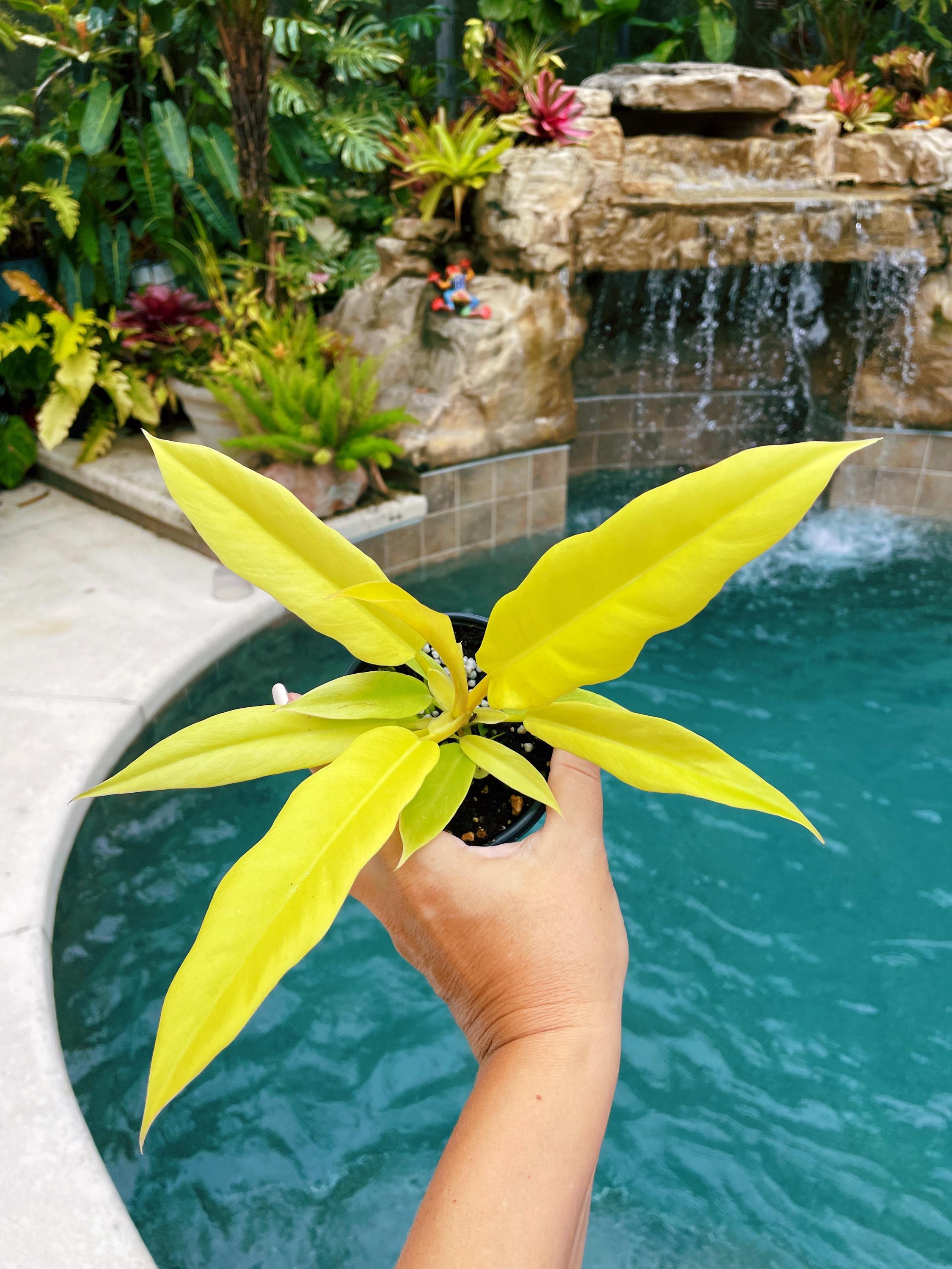 Philodendron Golden Crocodile Saw Aurea Live Potted Plant House