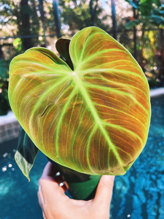 marble queen pothos light Pothos 'Marble Queen' | Lexington, KY