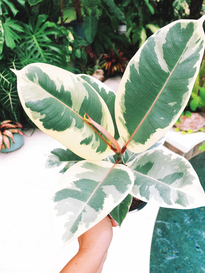 Large Ficus Elastica Tineke White Variegated House Plant 6 Potted image 1