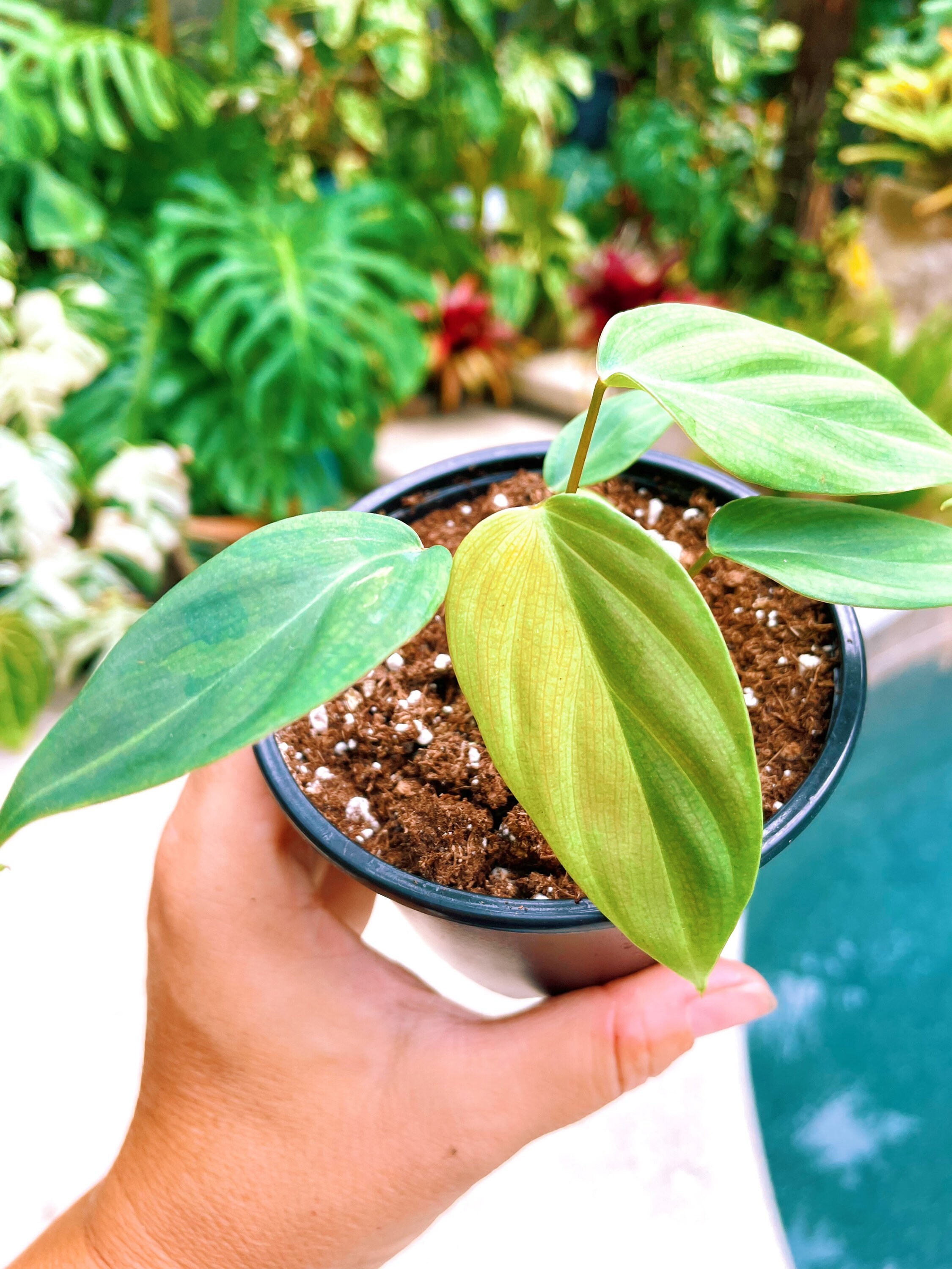 Variegated Philodendron Sp Fuzzy Petiole Nangaritense Green Climbing Aroid  4 Potted House Plant A9 - Etsy