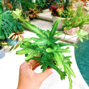 Clubfoot Fern Pteris Cretica Live House Starter Plant Potted 2” gift