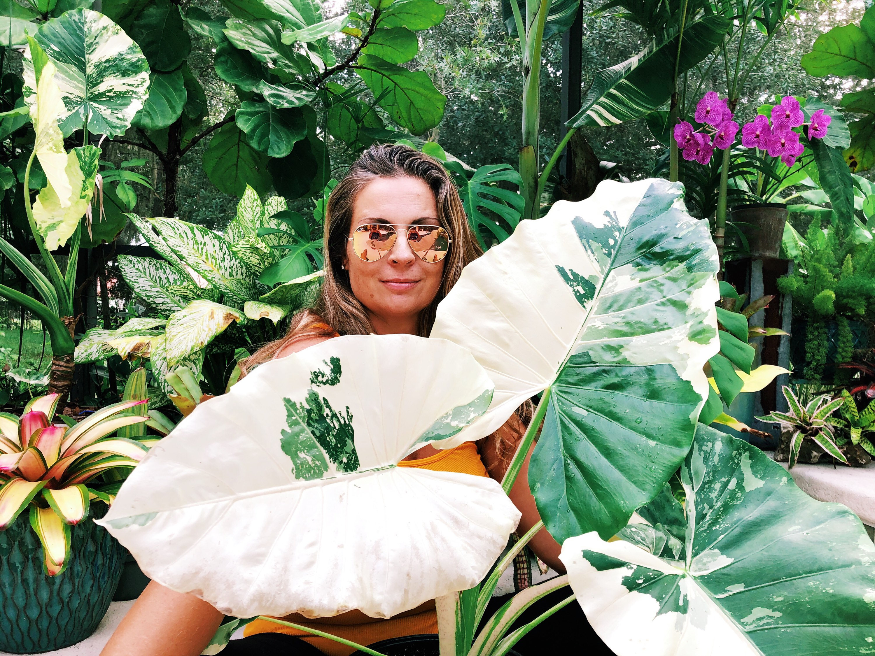 Large 18” Alocasia Borneo Giant Elephant Ear Albo White Variegated