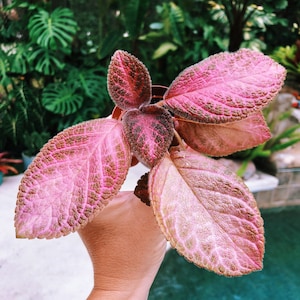 Episcia Strawberry Mist African Flame Violet pink metallic velvet pixie garden 2 Potted image 1