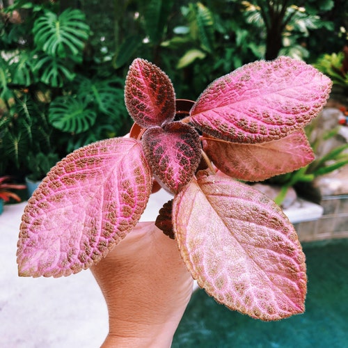 Episcia Strawberry Mist African Flame Violet pink metallic velvet pixie garden 2” Potted