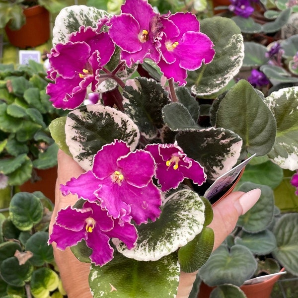 Live house plant variegated bloom Harmony’s African Violet ‘Buckeye Let’s Roll’ garden 4” flower Potted gift