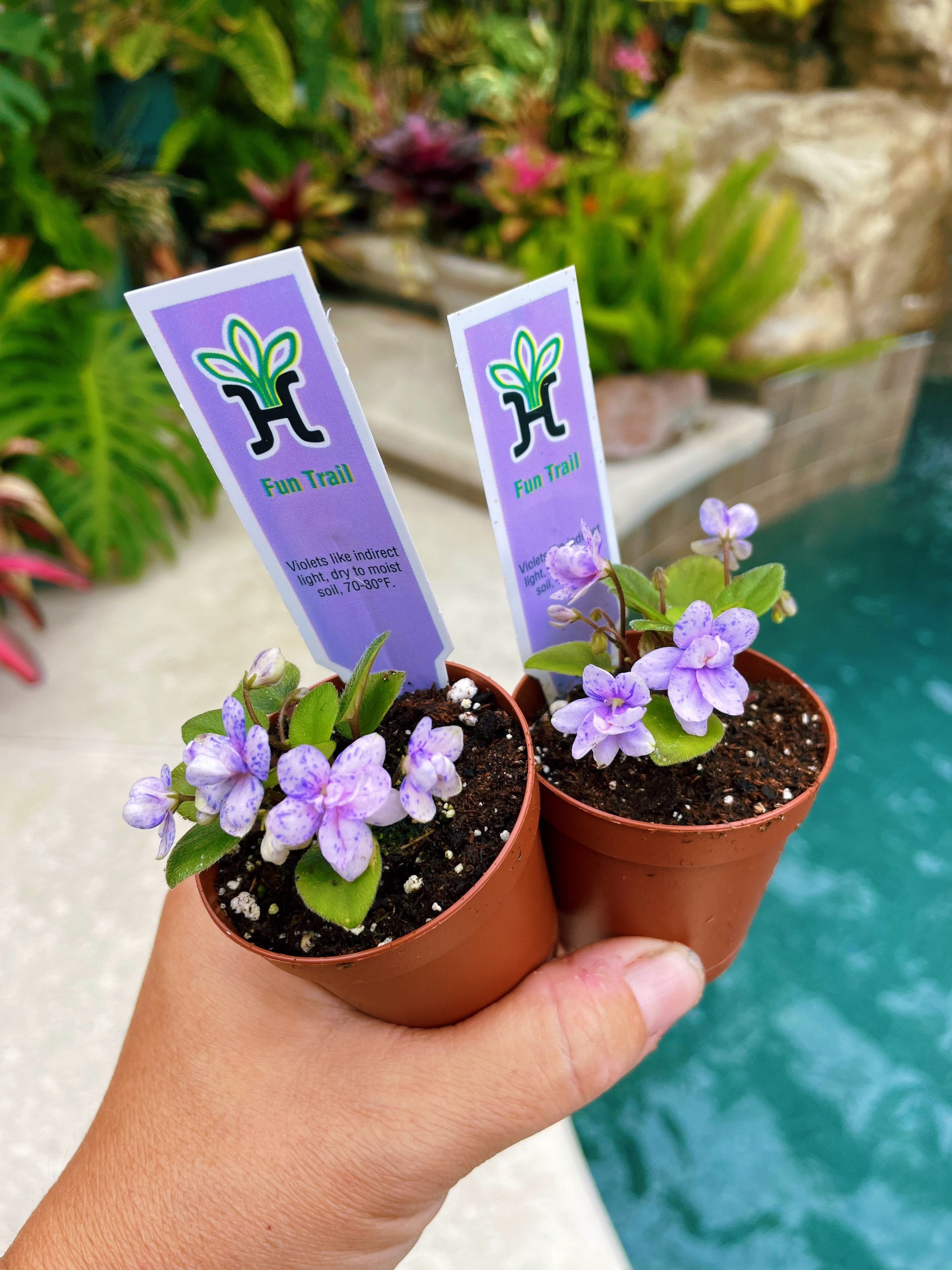 House Plant Mini Pixie Variegated Fantasy Bloom African Violet