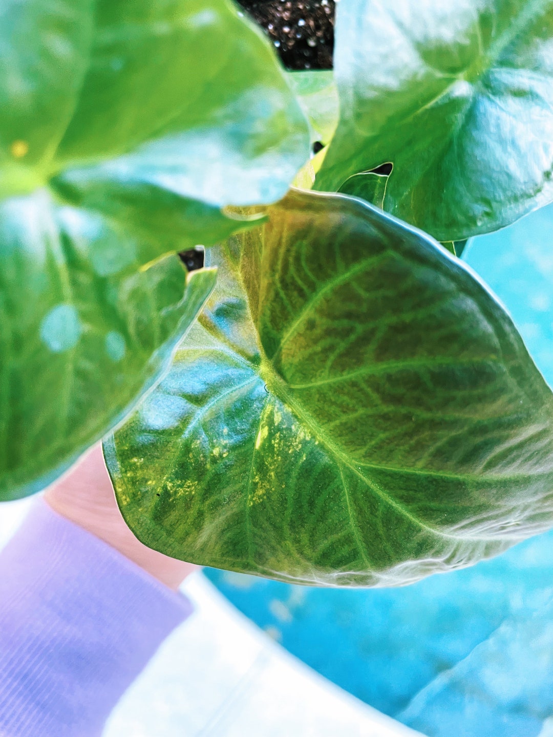 RARE Variegated Alocasia Regal Shields Hybrid Sport Aroid Live Etsy