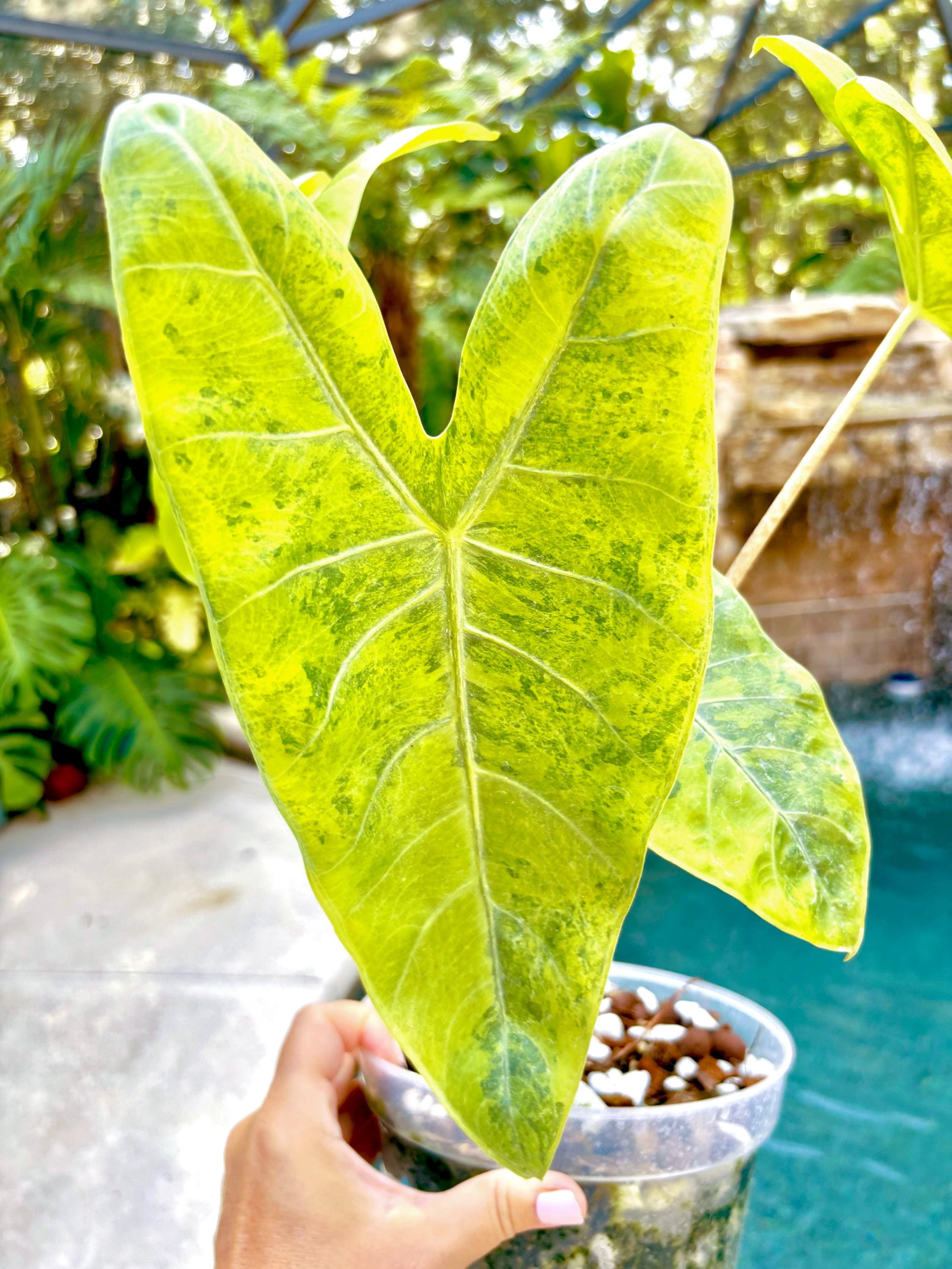 『SALE』Alocasia Longloba var(TC) 【7-8】 Alocasia longiloba sp. 