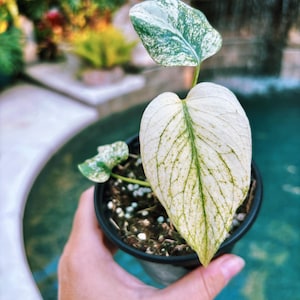 Actual Plant - Monstera White Monster Variegated Aroid 4 Pot Potted House  Starter Plant A - Etsy