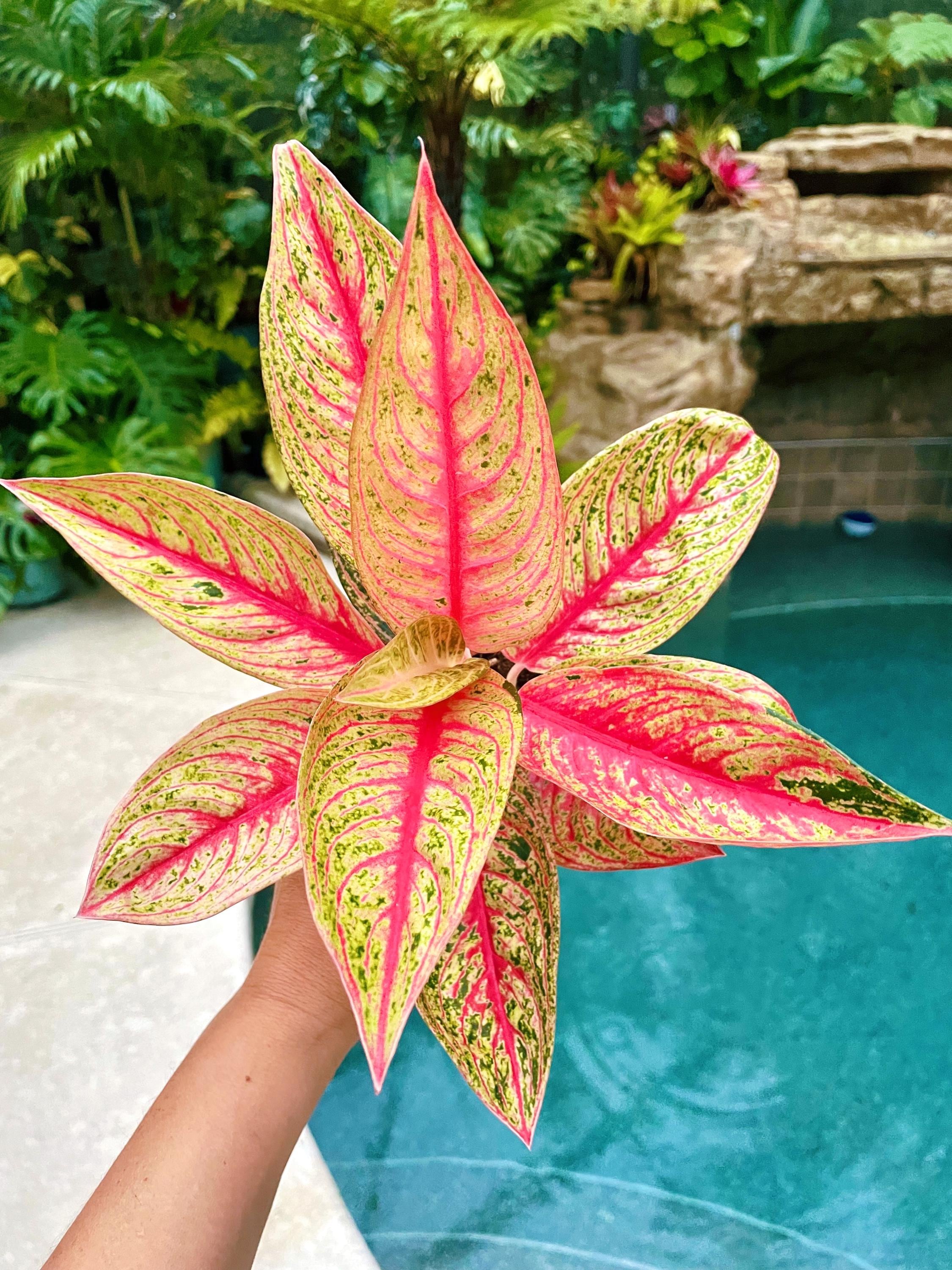 Aglaonema Red Legacy Pink Variegated Live 4” Potted Plant House