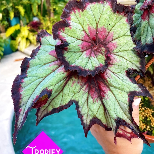 RARE Rex Begonia 'harmony's Paparazzi' Pink Swirl Live House