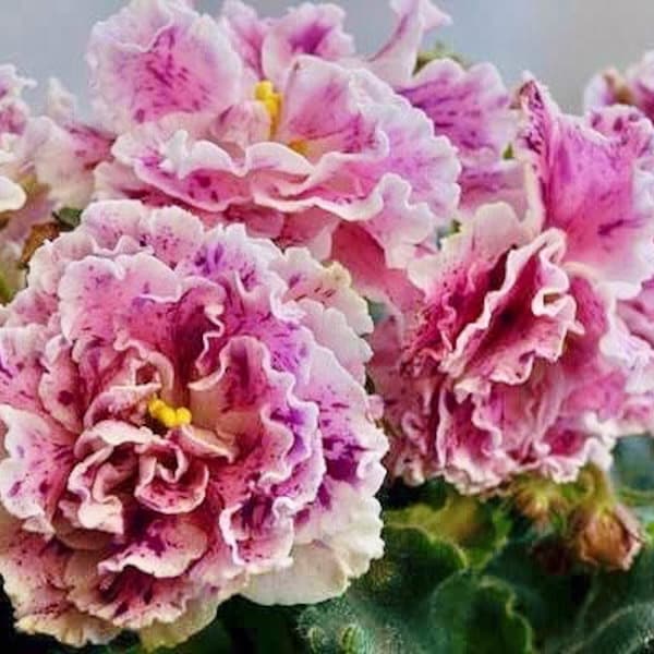 Live house plant African Violet Harmony’s ‘Le Aisedora’ pink garden 4” flower Potted gift