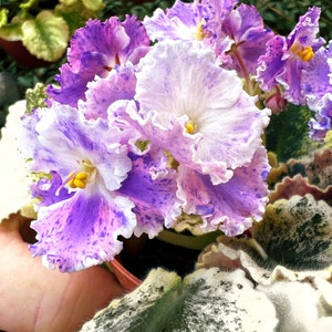 Live house plant variegated fantasy bloom African Violet ‘Harmony’s Love Bug’ garden 4” flower Potted gift