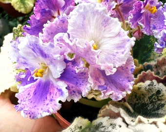 Live house plant variegated fantasy bloom African Violet ‘Harmony’s Love Bug’ garden 4” flower Potted gift