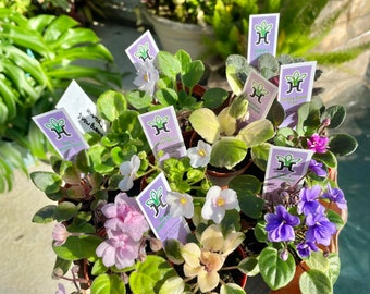 10 miniature Collection house plant mini African Violet Variegated bundle 2” pots flower Pixie Garden Bridal Baby wedding shower favor gift