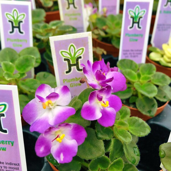 mardi gras madness african violet