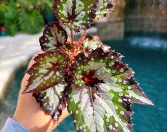 RARE Rex Begonia 'harmony's Paparazzi' Pink Swirl Live House
