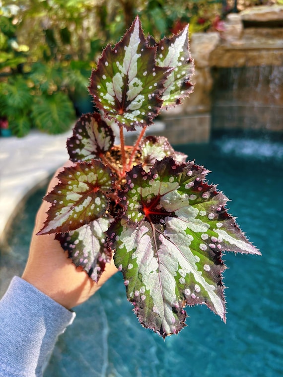 RARE Rex Begonia 'harmony's Paparazzi' Pink Swirl Live House