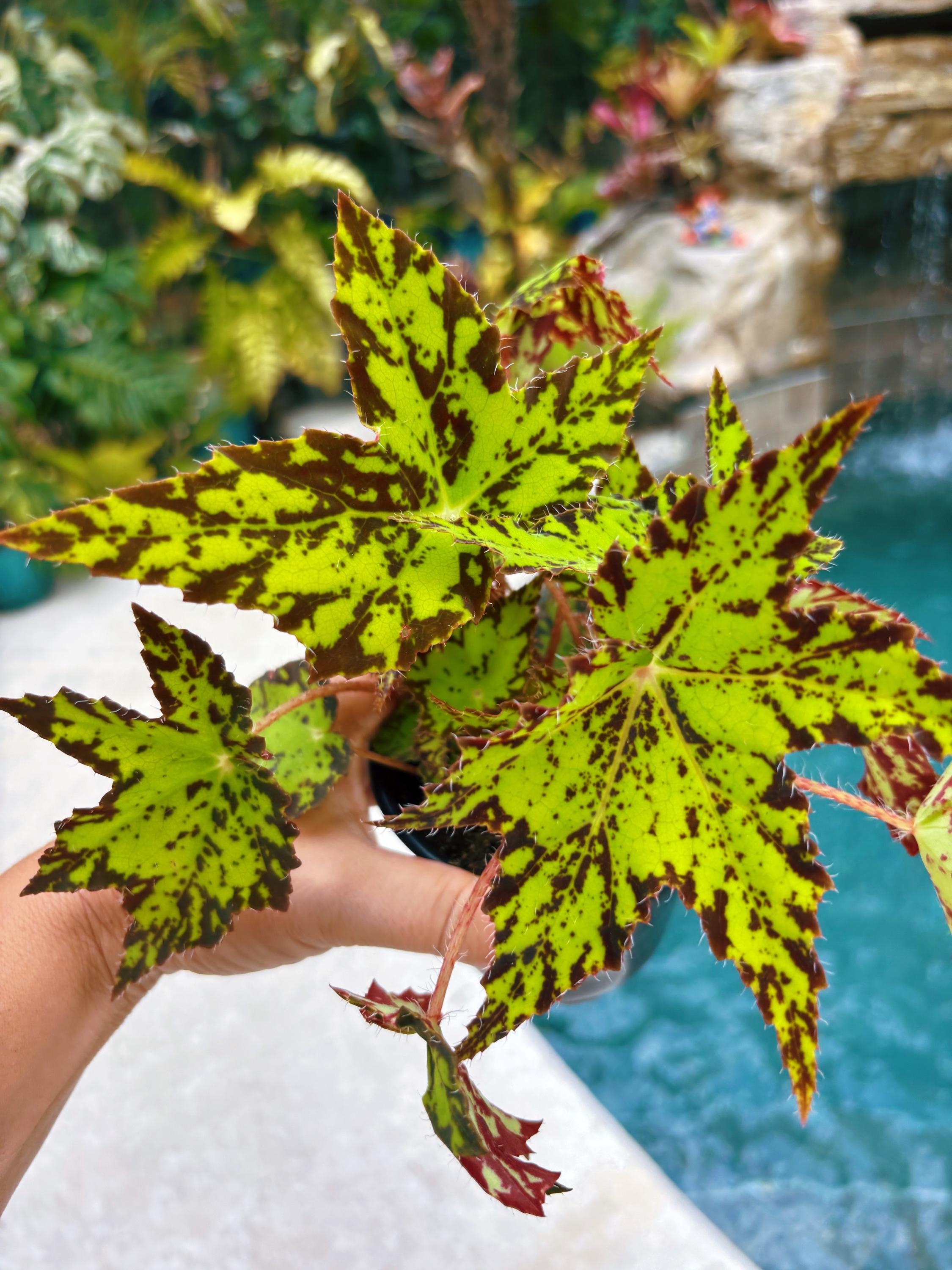 RARE Rex Begonia Geometry Lime Green Rhizo Live House Starter Plant ...