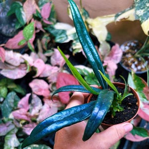 Rare Microsorum Thailandicum Blue Oil Iridescent Fern Live House Plant Potted 3” or 4” pot size gift US Seller