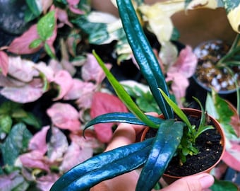 その他観葉植物 sucindapsus peacock For Sale 🍃 Scindapsus Argyreus “Peacock” with shoot Good Genes