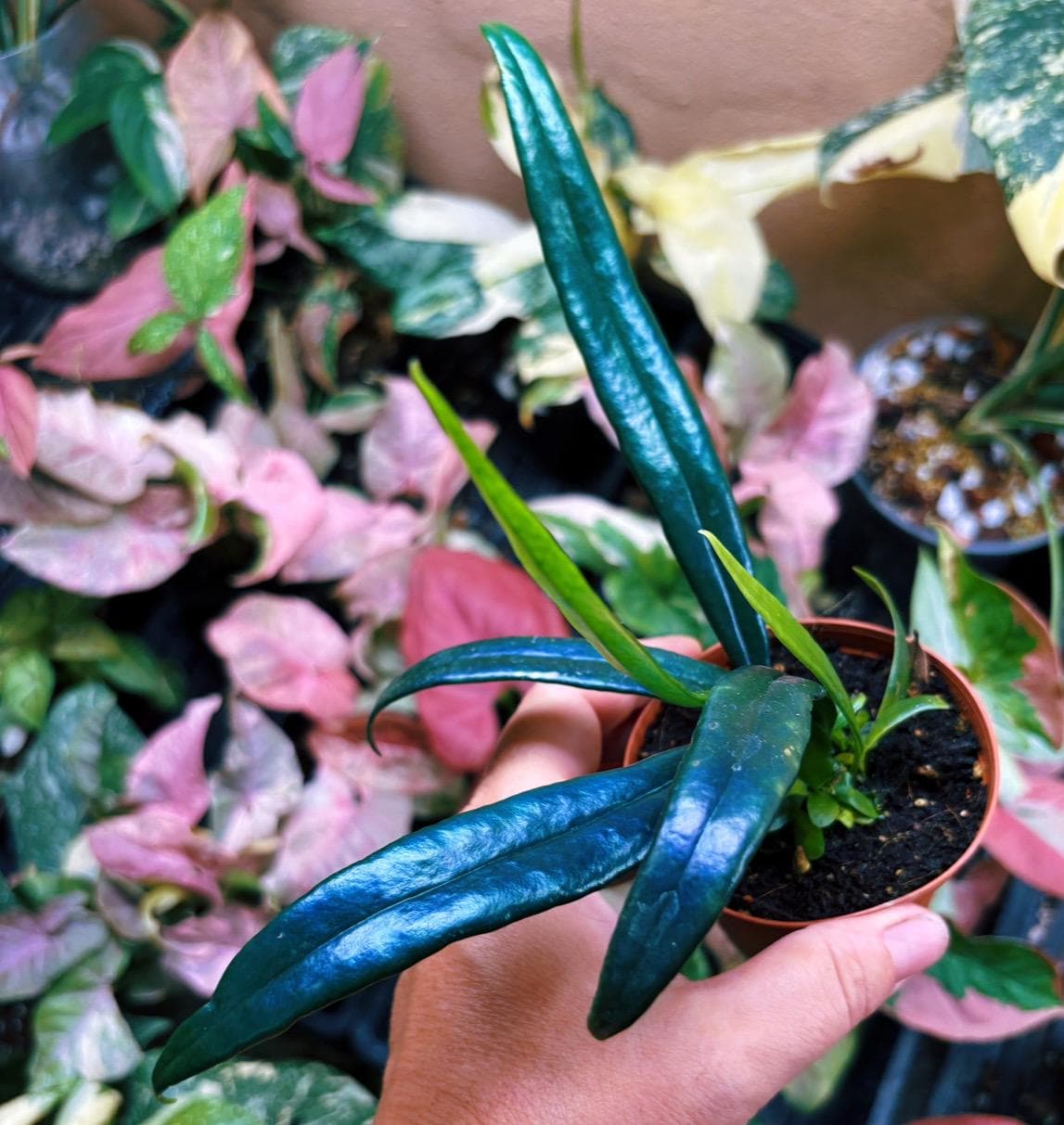 Rare Microsorum Thailandicum Blue Oil Iridescent Fern Live House