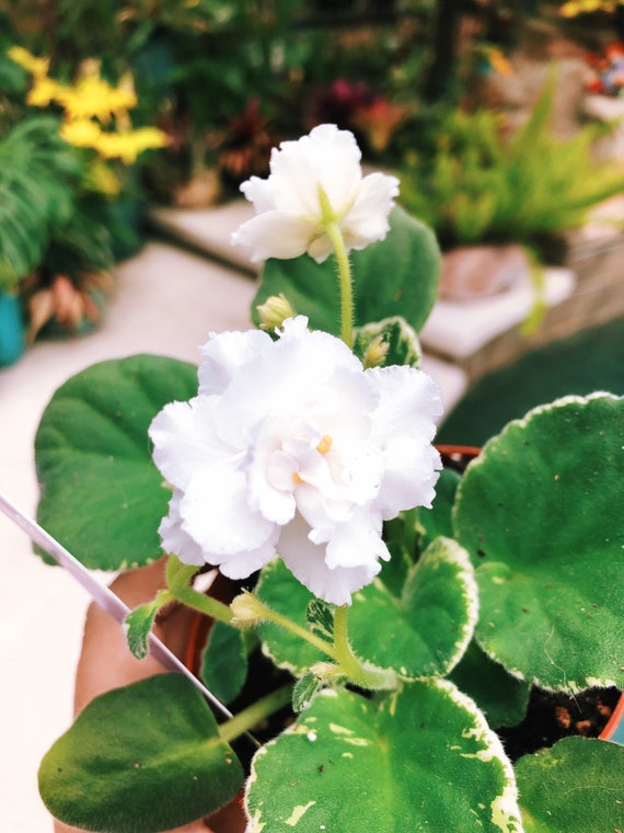 Planta de interior viva floración blanca abigarrada Violeta - Etsy España