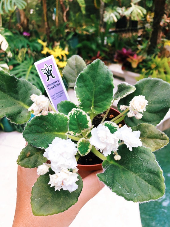 Planta de interior viva floración blanca abigarrada Violeta - Etsy México