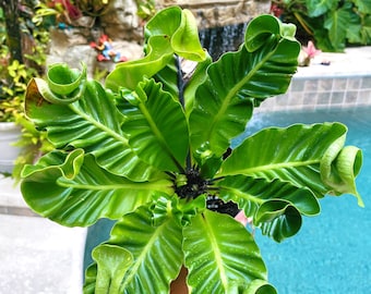 Cobra Birdsnest Fern Live House Plant Potted 4” pot gift
