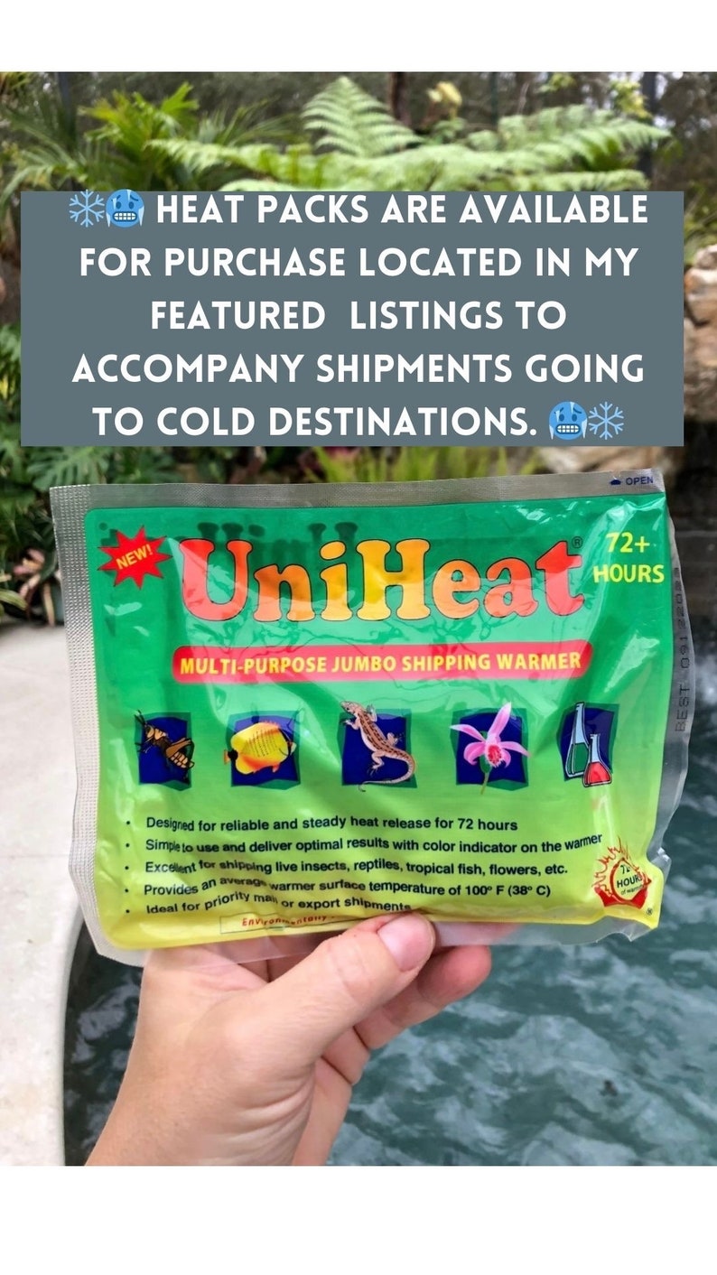 May include: Green and yellow UniHeat multi-purpose jumbo shipping warmer with a color indicator. The warmer is designed for reliable and steady heat release for 72 hours. It is ideal for shipping live insects, reptiles, tropical fish, flowers, and other items.