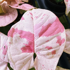 Syngonium Podophyllum Milk Confetti Tricolor Pink Variegated live 4” potted plant house plant