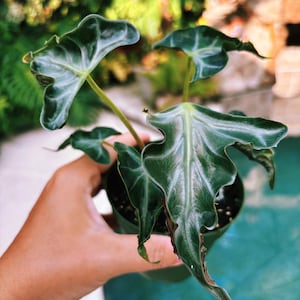 Actual plant- RARE Alocasia ‘Loco’ 3.5” potted live house plant c