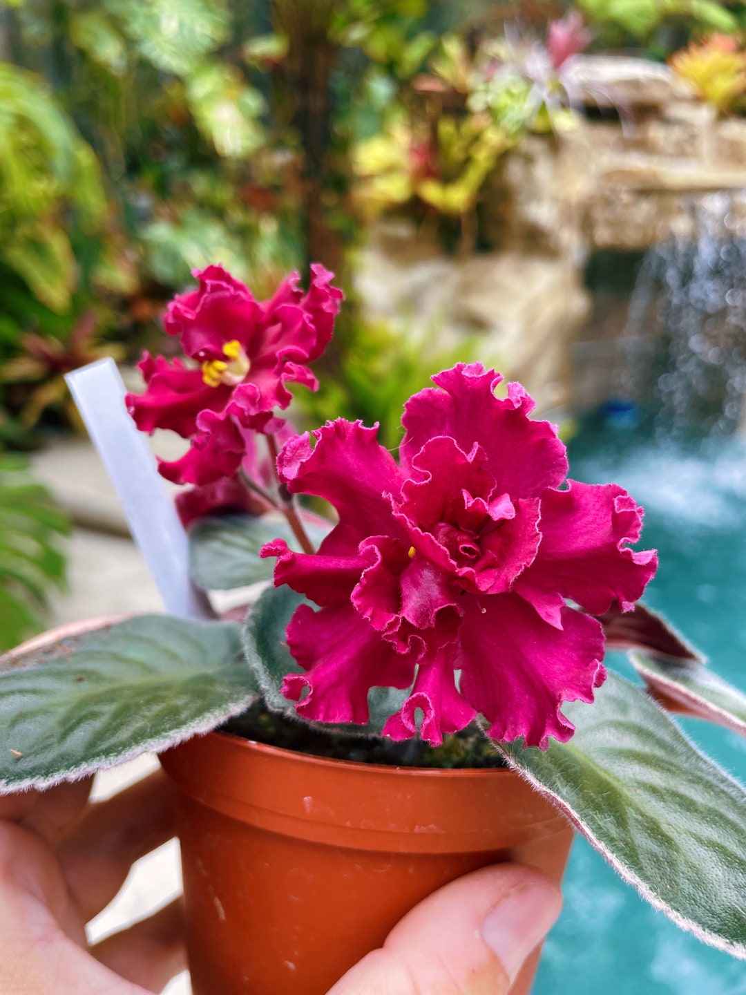 Live House Plant Huge Ruffled Fuchsia Bloom Variegated Harmonys African