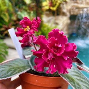 Live house plant huge ruffled Fuchsia bloom variegated Harmony’s African Violet ‘EK Heart of Africa’ garden 4” pot flower Potted gift