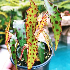 Begonia Amphioxus Red Spotted Form Polka Dot Live House Plant Potted terrarium vivarium 4” gift