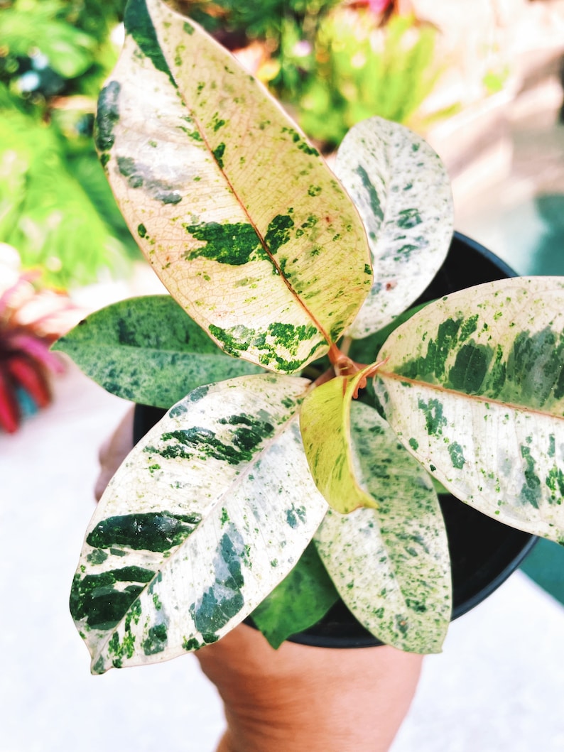 TropifyPlantShop Ficus Elastica Shivereana Moonshine House Plant